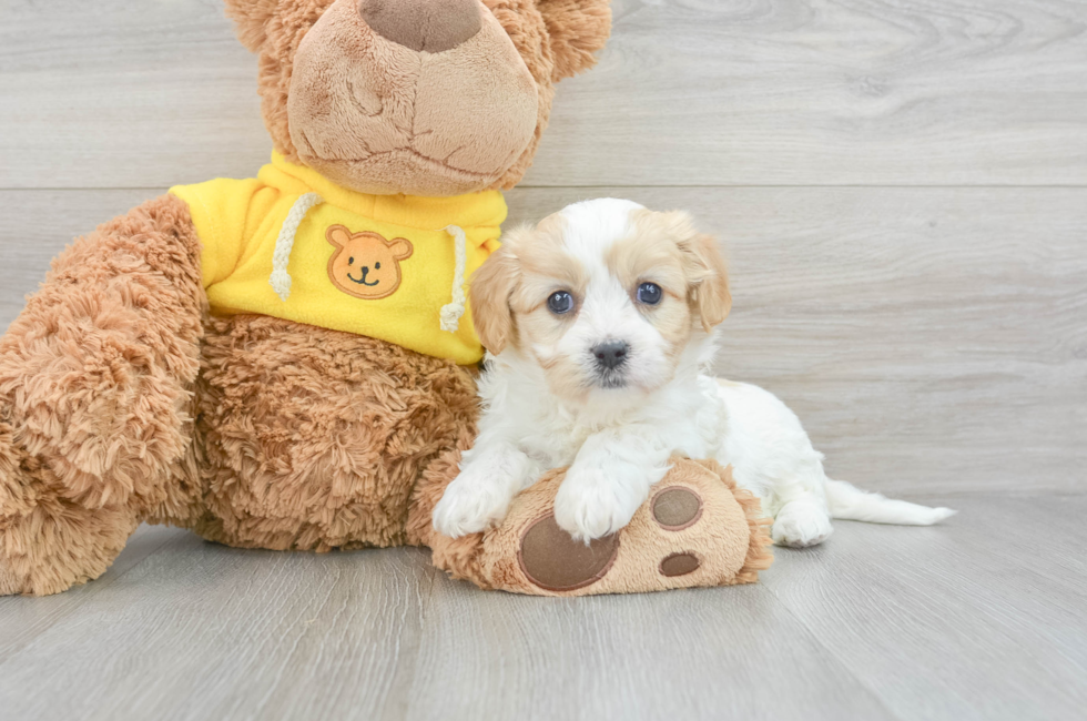 5 week old Cavachon Puppy For Sale - Premier Pups
