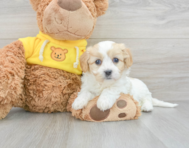 5 week old Cavachon Puppy For Sale - Premier Pups