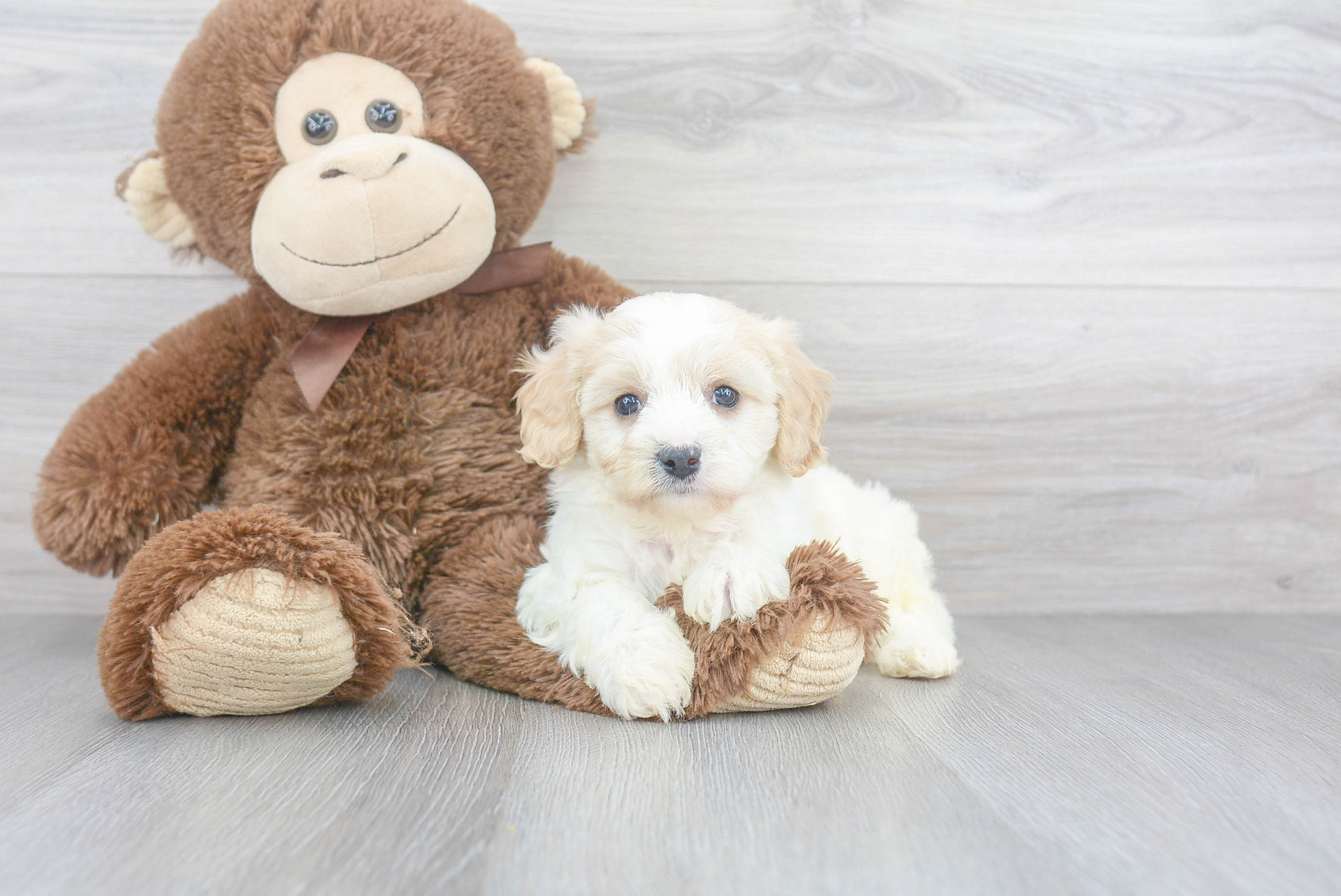 cavachon teddy bear