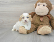 7 week old Cavachon Puppy For Sale - Premier Pups