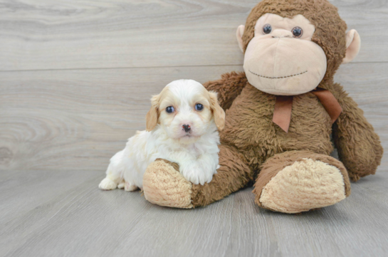 Cavachon Puppy for Adoption
