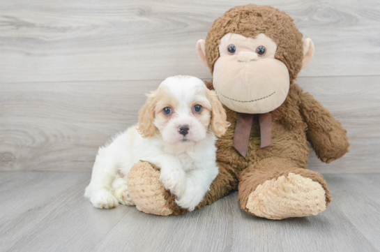 6 week old Cavachon Puppy For Sale - Premier Pups