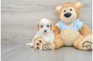 Friendly Cavachon Baby
