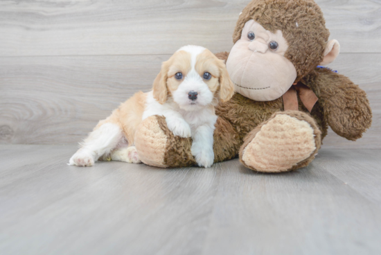 Cavachon Puppy for Adoption