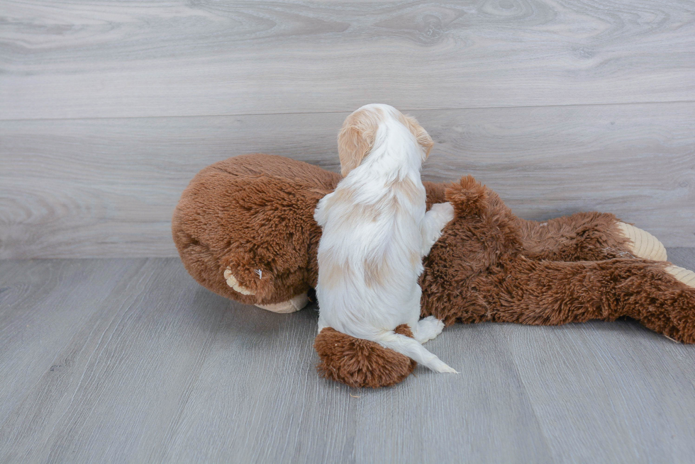 Playful Cavalier Designer Puppy