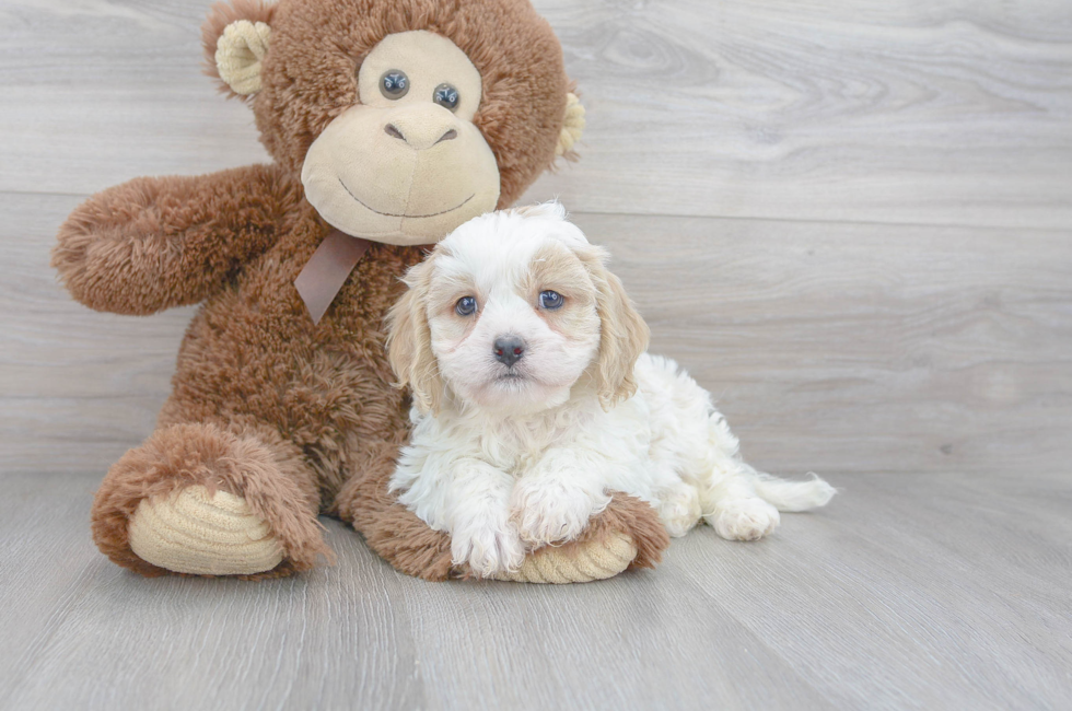 8 week old Cavachon Puppy For Sale - Premier Pups