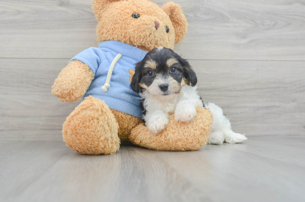 7 week old Cavachon Puppy For Sale - Premier Pups