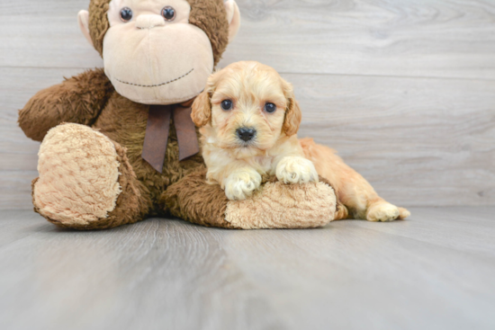 Happy Cavachon Baby