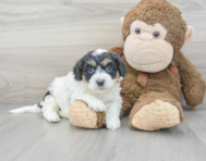 7 week old Cavachon Puppy For Sale - Premier Pups