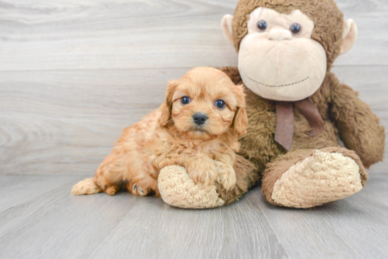 Adorable Cavalier Designer Puppy