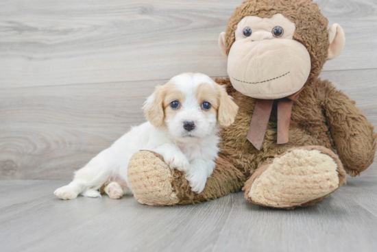 Best Cavachon Baby