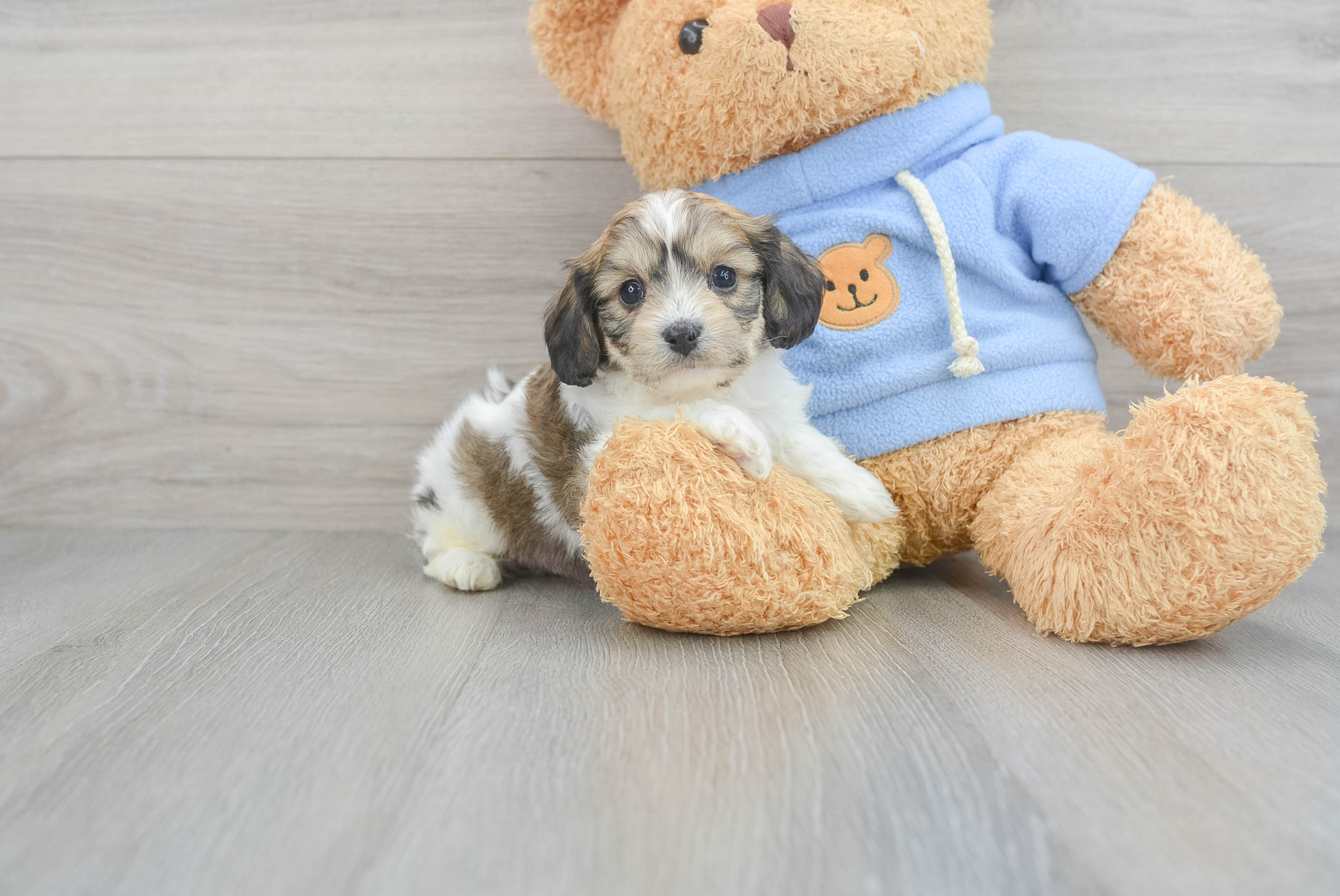 Cavachon 2024 teddy bear