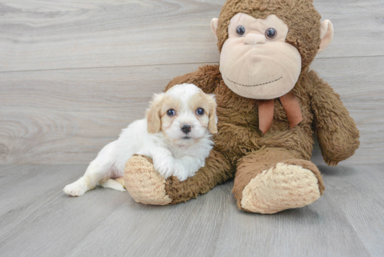 Cavachon Puppy for Adoption