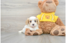 Happy Cavachon Baby