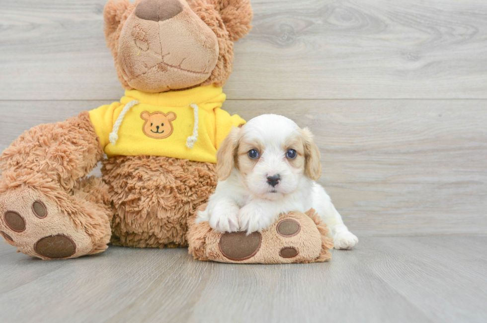 6 week old Cavachon Puppy For Sale - Premier Pups