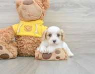 5 week old Cavachon Puppy For Sale - Premier Pups