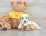 7 week old Cavachon Puppy For Sale - Premier Pups