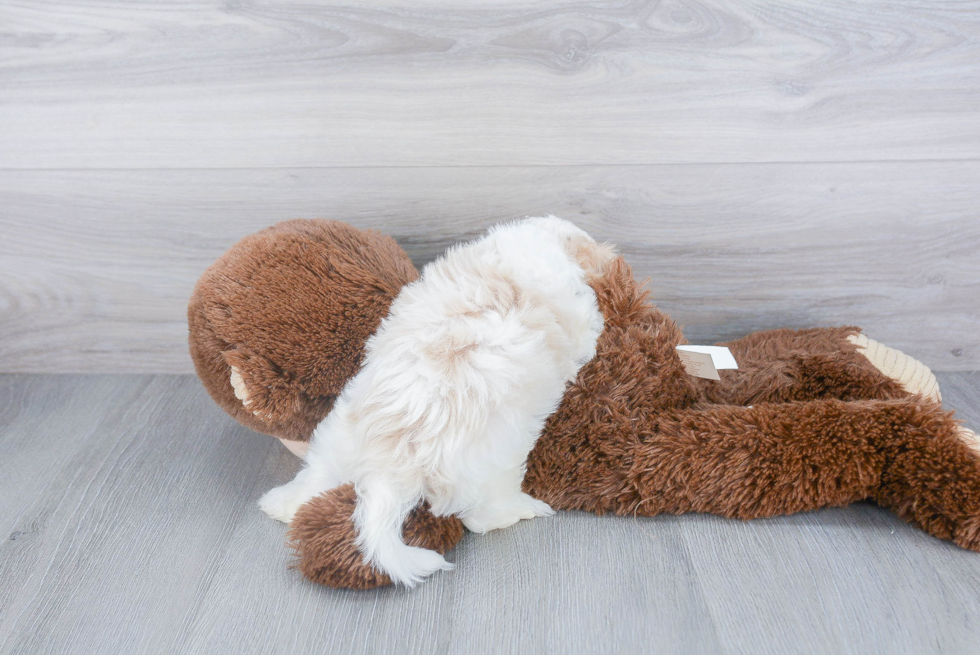 Fluffy Cavachon Designer Pup