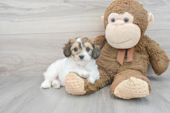 Best Cavachon Baby