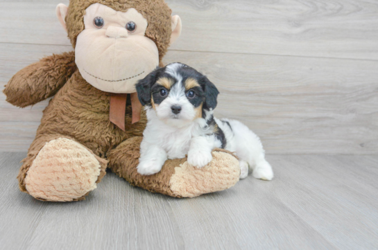 Happy Cavachon Baby