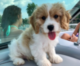Cavachon Puppies For Sale Premier Pups
