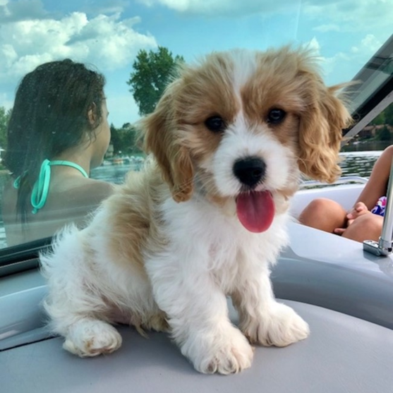 Cream and white Cavachon puppy sitting on a boat