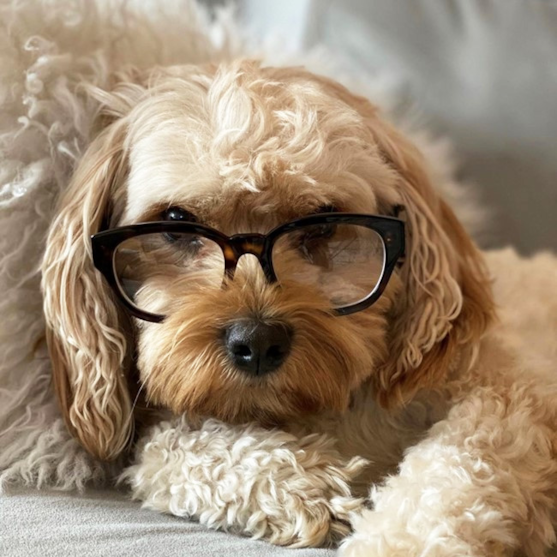 Cream Cavachon wearing glasses