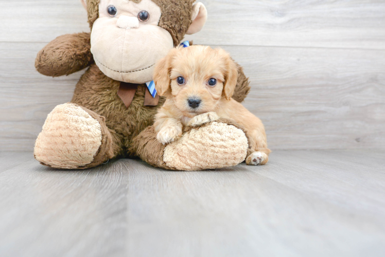 Meet Sheldon - our Cavachon Puppy Photo 1/3 - Premier Pups