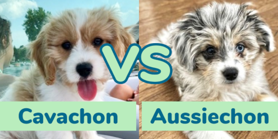 Cavachon vs Aussiechon Comparison