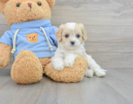 8 week old Cavachon Puppy For Sale - Premier Pups