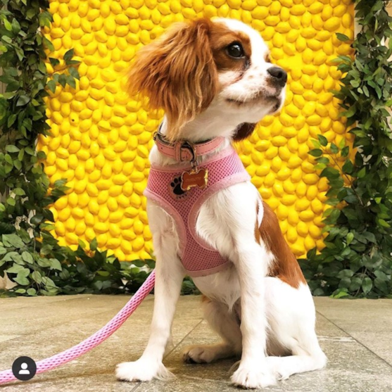 Blenheim Cavalier King Charles Spaniel posing