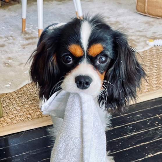 Tricolor Cavalier King Charles Spaniel chewing on a towel