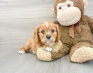 6 week old Cavalier King Charles Spaniel Puppy For Sale - Premier Pups