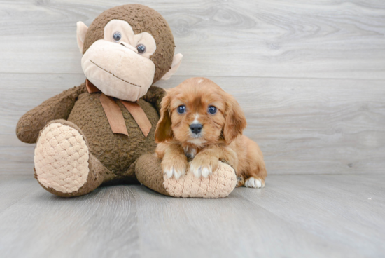 Friendly Cavalier King Charles Spaniel Purebred Pup