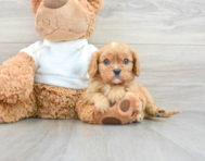 8 week old Cavalier King Charles Spaniel Puppy For Sale - Premier Pups