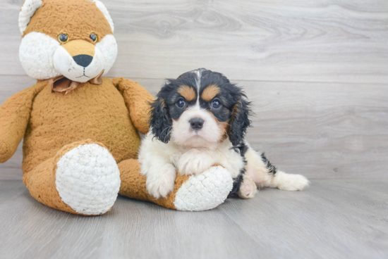 Funny Cavalier King Charles Spaniel Baby