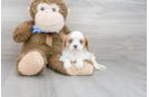 Meet Alfonso - our Cavalier King Charles Spaniel Puppy Photo 2/3 - Premier Pups