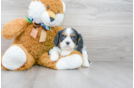 Meet Alfonso - our Cavalier King Charles Spaniel Puppy Photo 1/3 - Premier Pups