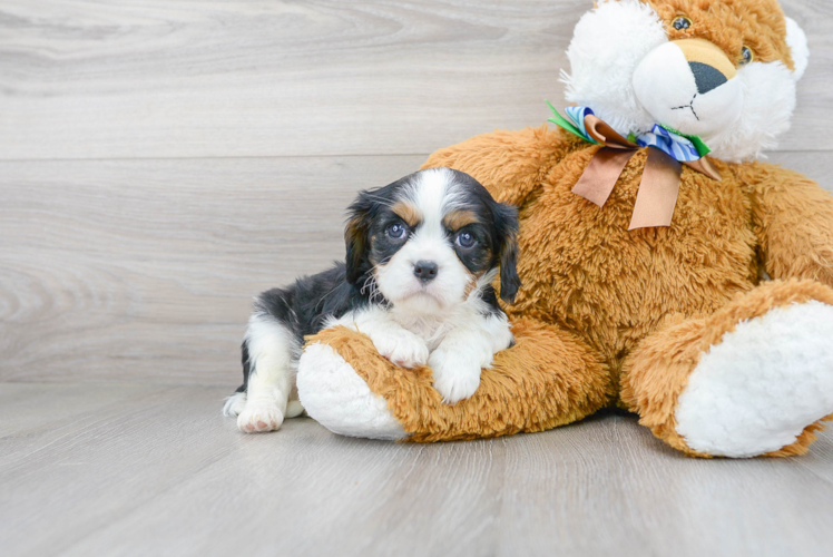 Meet Alfonso - our Cavalier King Charles Spaniel Puppy Photo 2/3 - Premier Pups