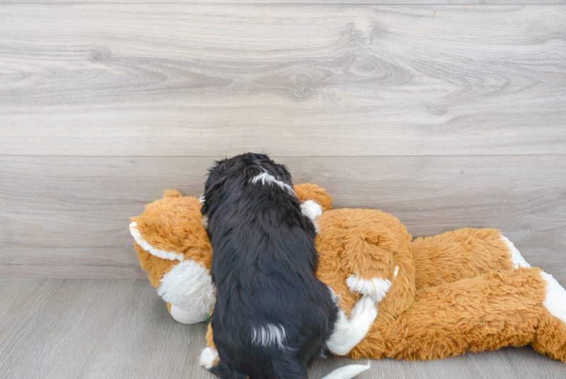 Meet Alfonso - our Cavalier King Charles Spaniel Puppy Photo 3/3 - Premier Pups