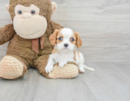7 week old Cavalier King Charles Spaniel Puppy For Sale - Premier Pups