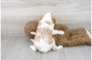 Meet Angelica - our Cavalier King Charles Spaniel Puppy Photo 3/3 - Premier Pups
