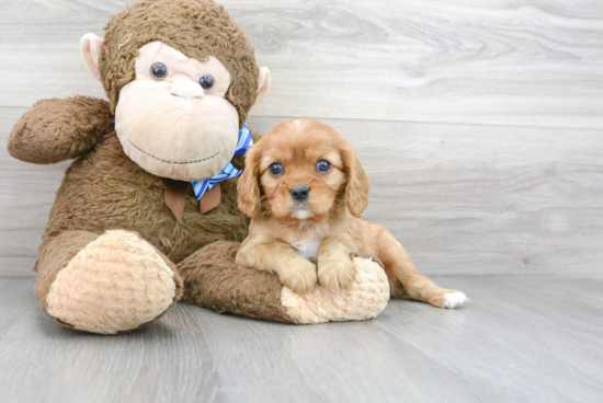 Cavalier King Charles Spaniel Pup Being Cute