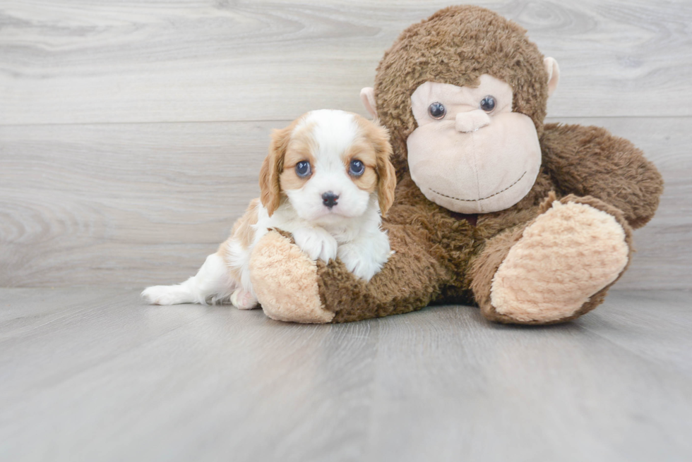 Meet Angelica - our Cavalier King Charles Spaniel Puppy Photo 2/3 - Premier Pups