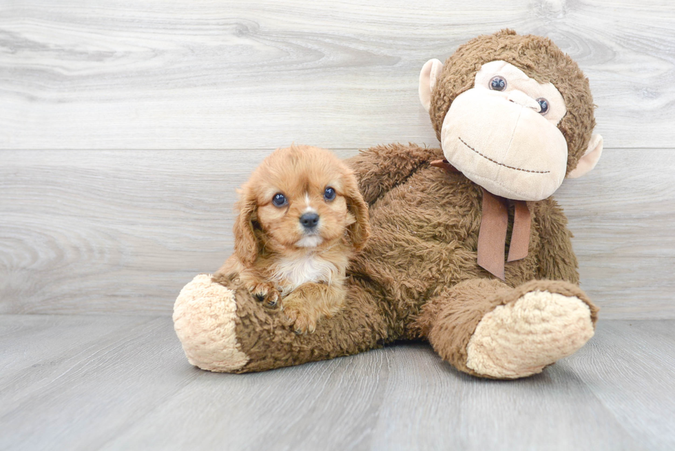 Meet Angelica - our Cavalier King Charles Spaniel Puppy Photo 1/3 - Premier Pups