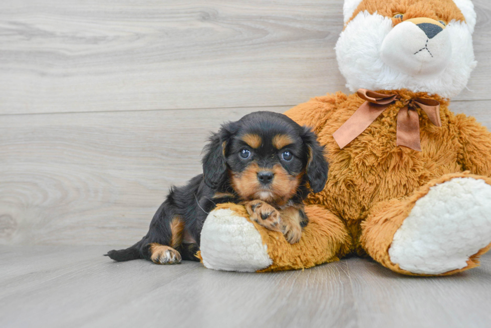 Friendly Cavalier King Charles Spaniel Purebred Pup