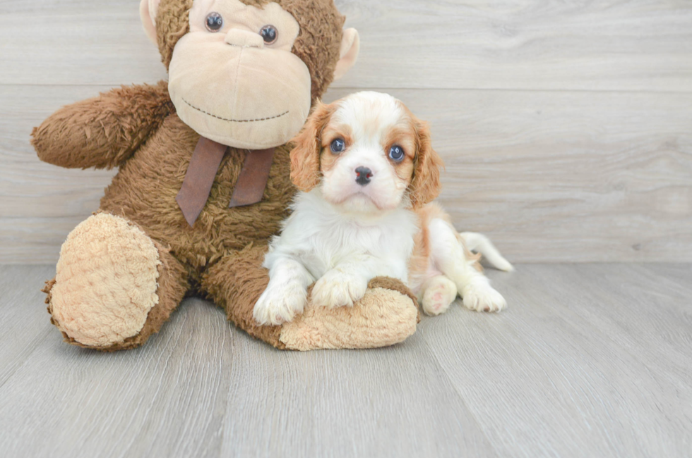6 week old Cavalier King Charles Spaniel Puppy For Sale - Premier Pups