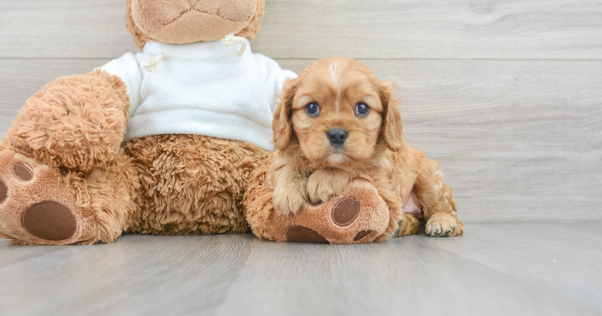 Fluffy Cavalier King Charles Spaniel Beverly: 4lb 10oz Purebred Puppy