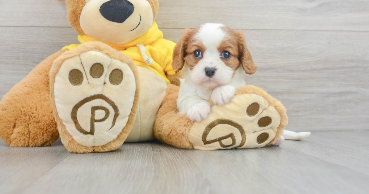 Hypoallergenic Cavalier King Charles Spaniel Beverly 4lb 15oz Purebred