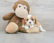 8 week old Cavalier King Charles Spaniel Puppy For Sale - Premier Pups